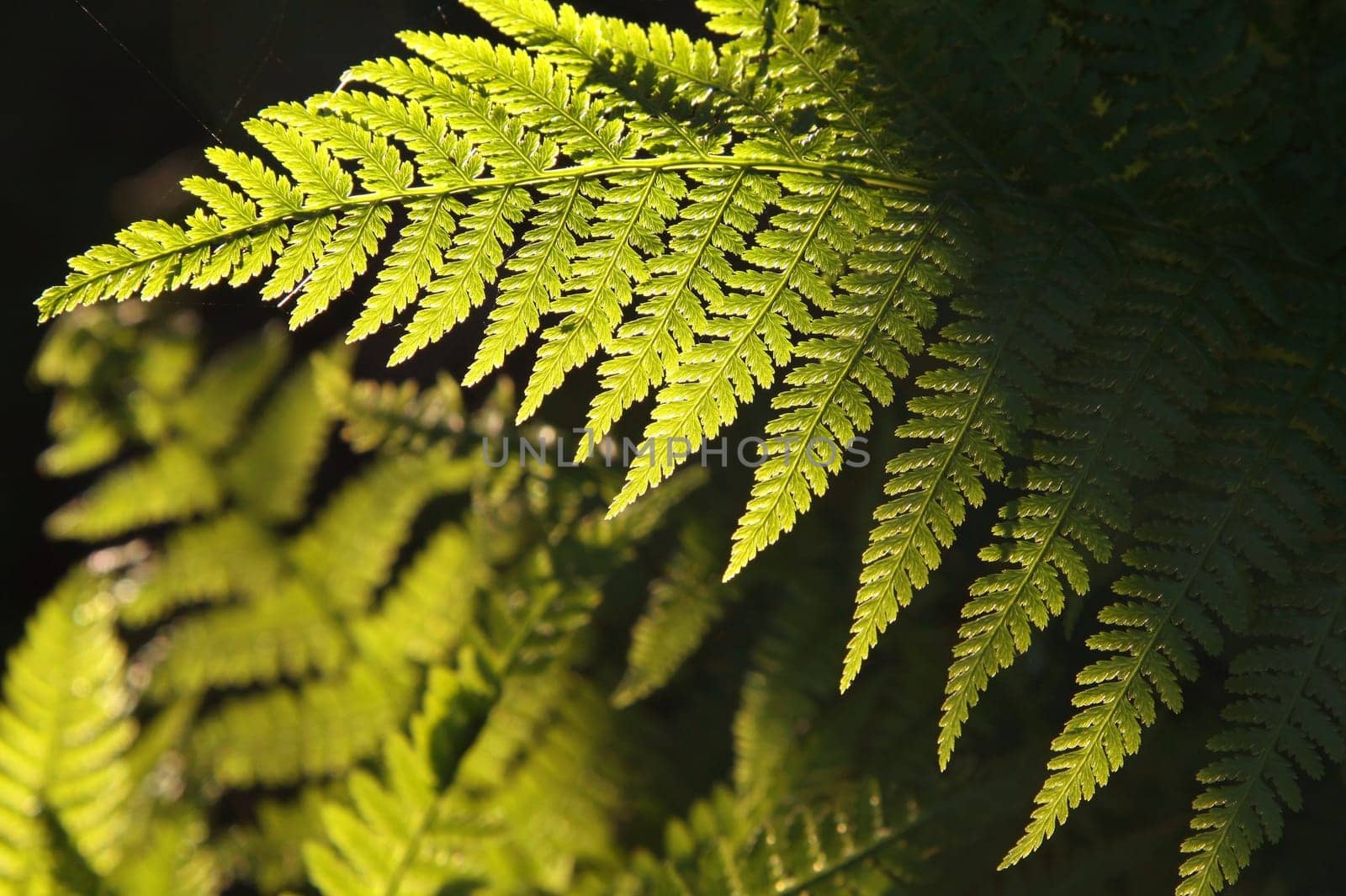 Close-up of Fern in the forest