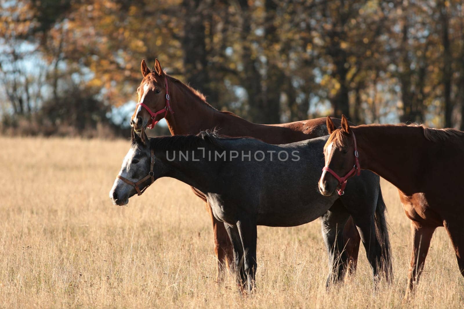 Horses on the background of trees in the morning