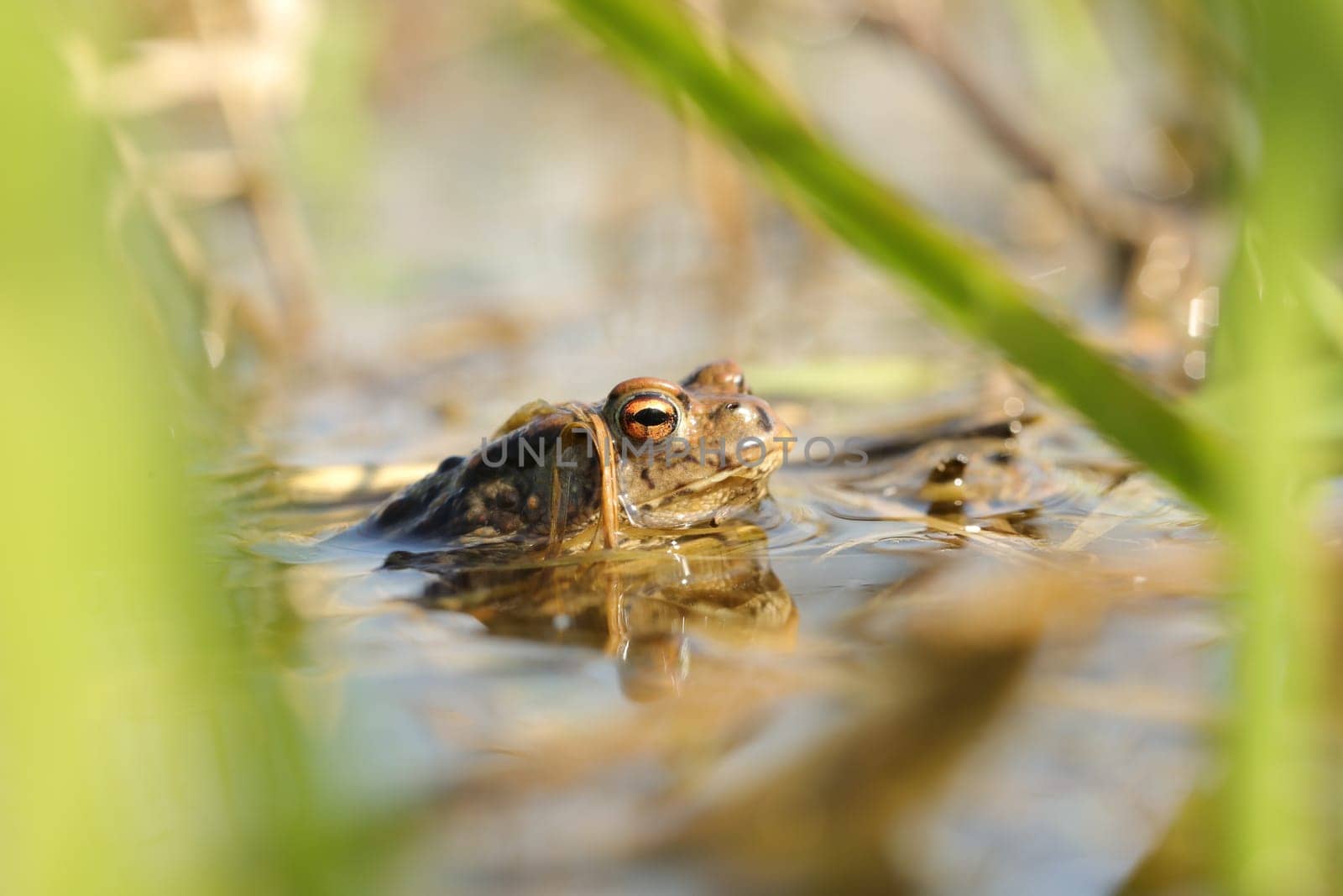Frog in a pond during mating season