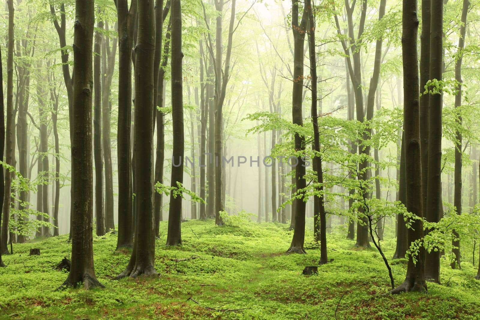 Spring beech forest in rainy, foggy weather