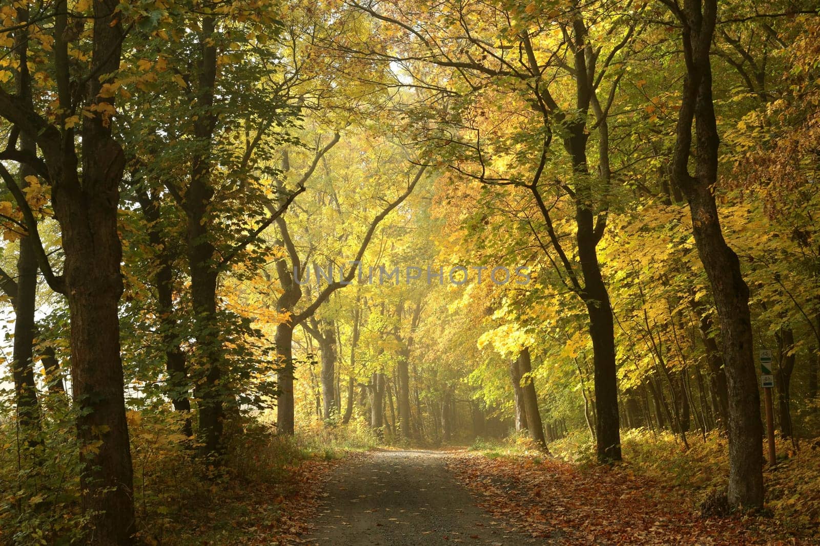 Country road through the autumn forest on a foggy morning