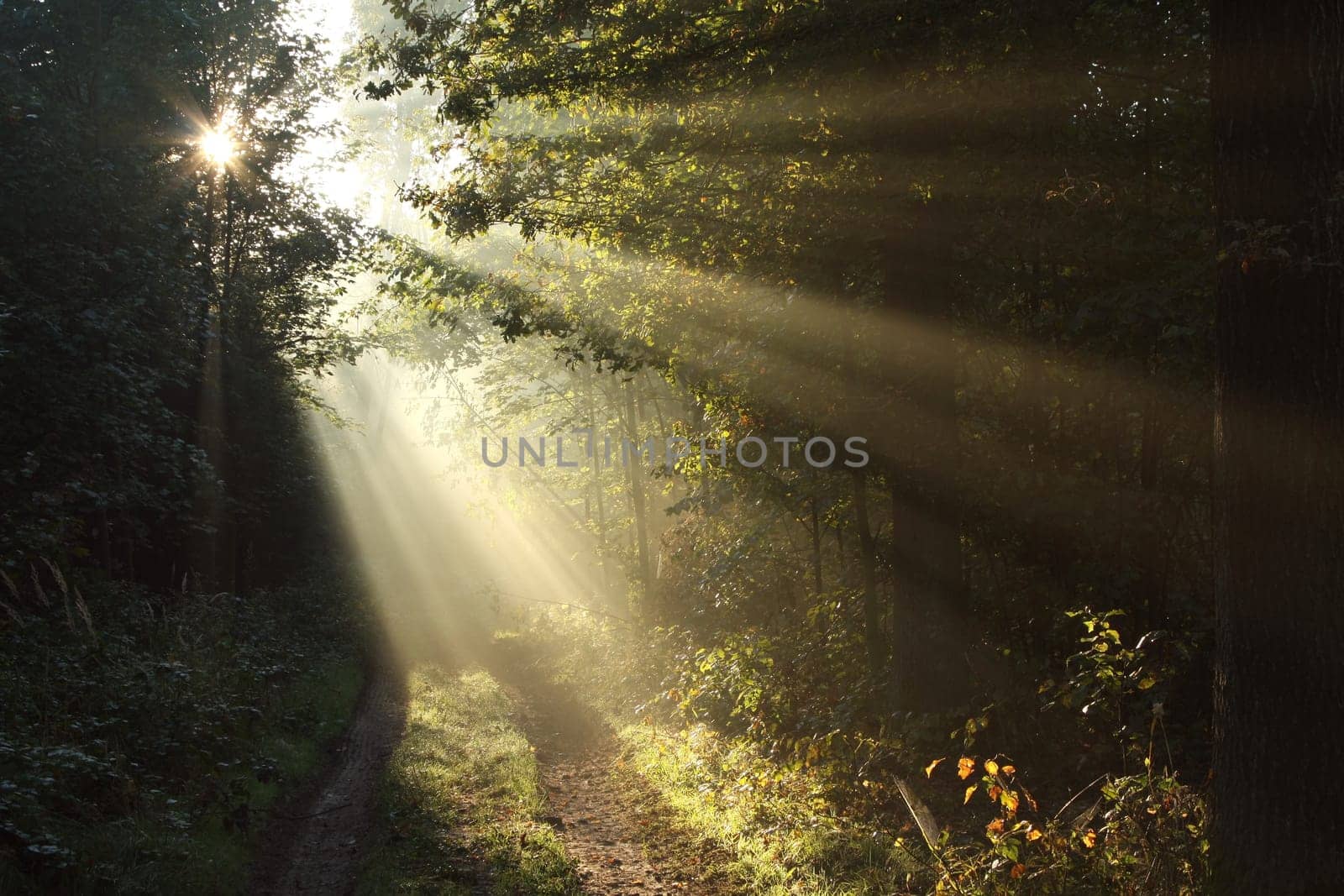 A forest path among oak trees on a misty autumn morning