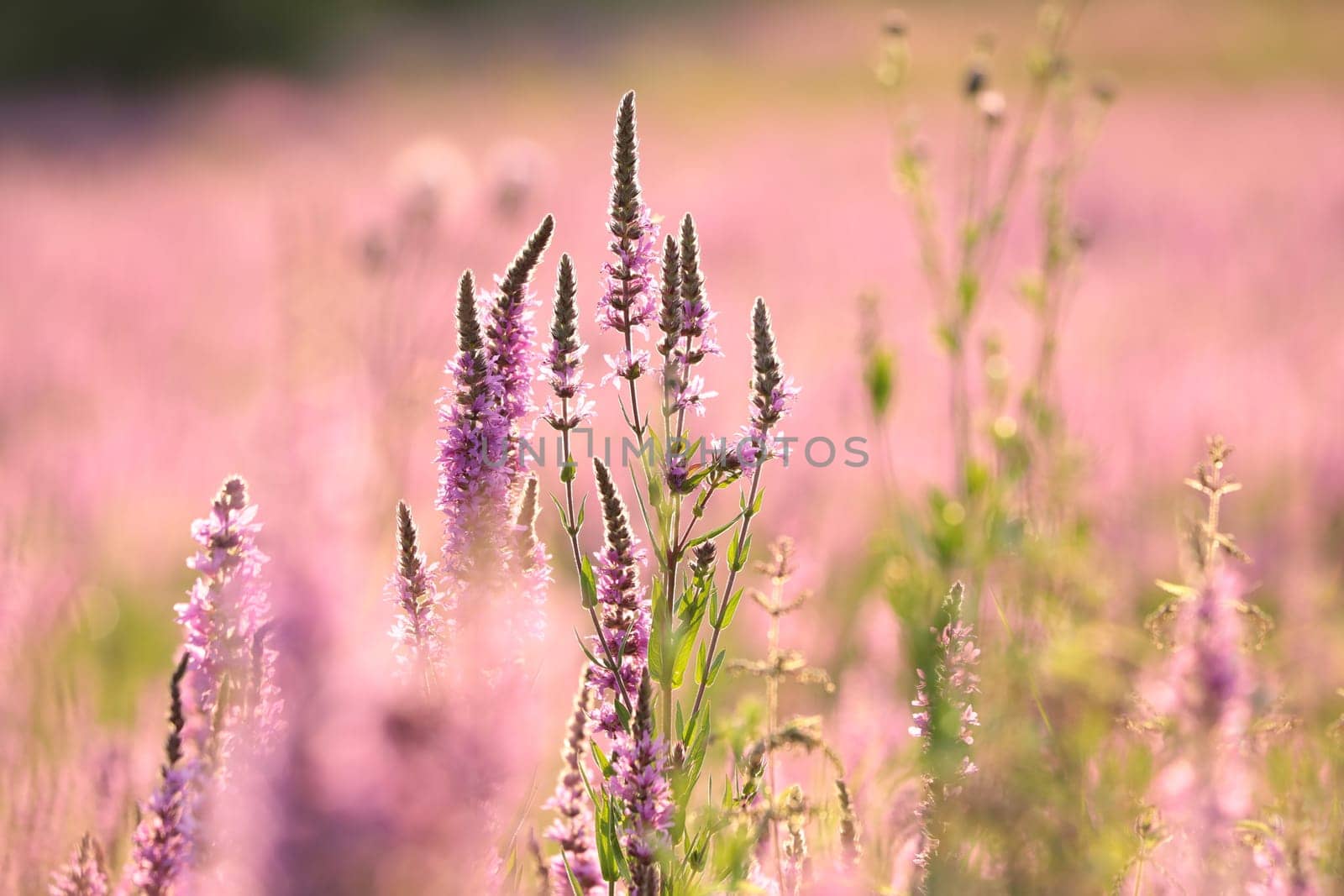 Loosestrife - Lythrum salicaria on a meadow at dawn
