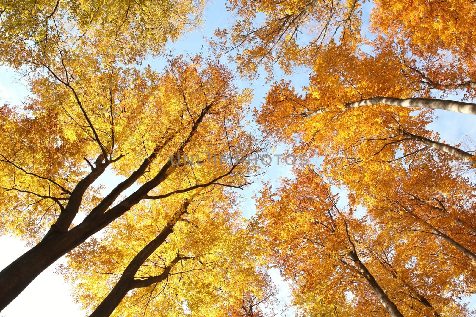 Autumn beech forest on the mountain slope during sunset