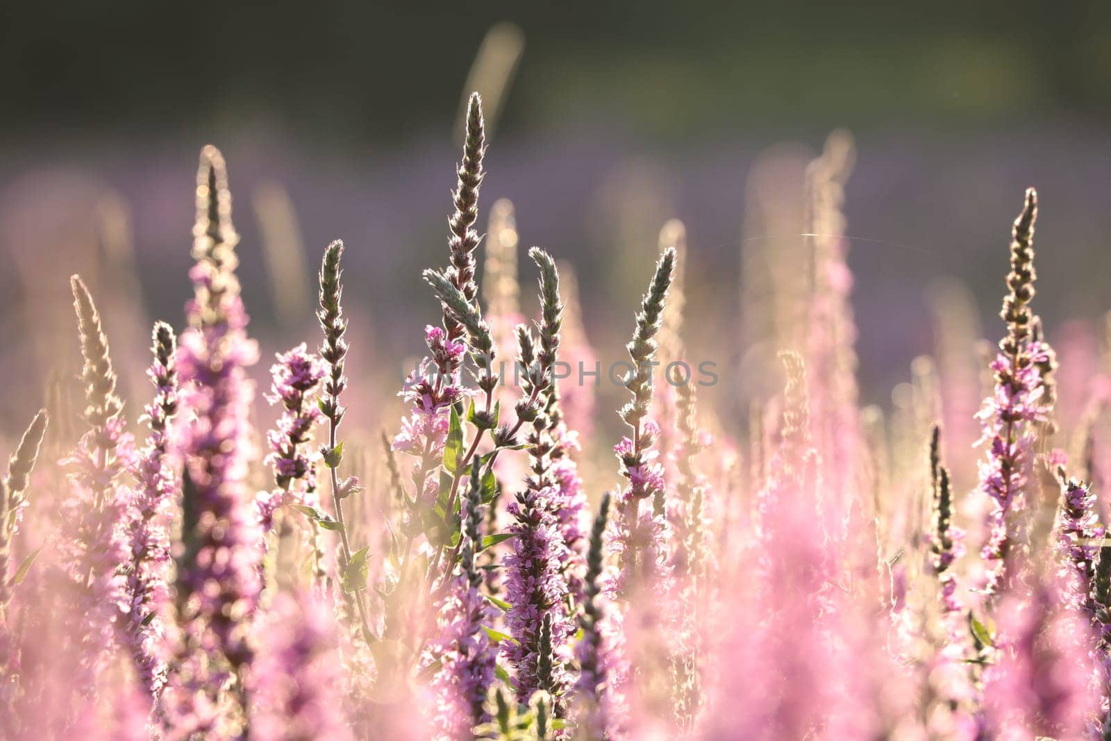 Loosestrife - Lythrum salicaria on a meadow at dawn