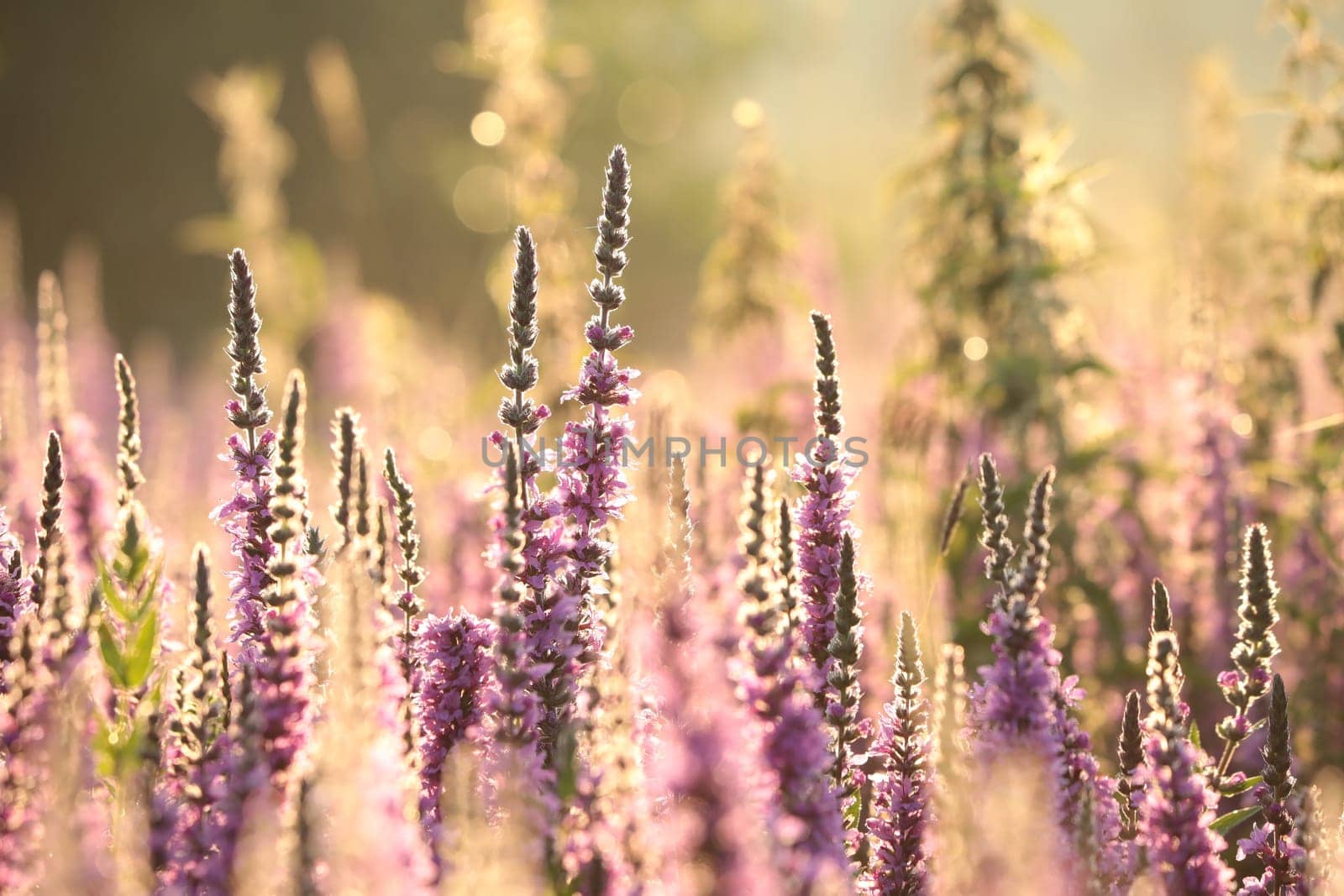 Loosestrife - Lythrum salicaria on a meadow at dawn