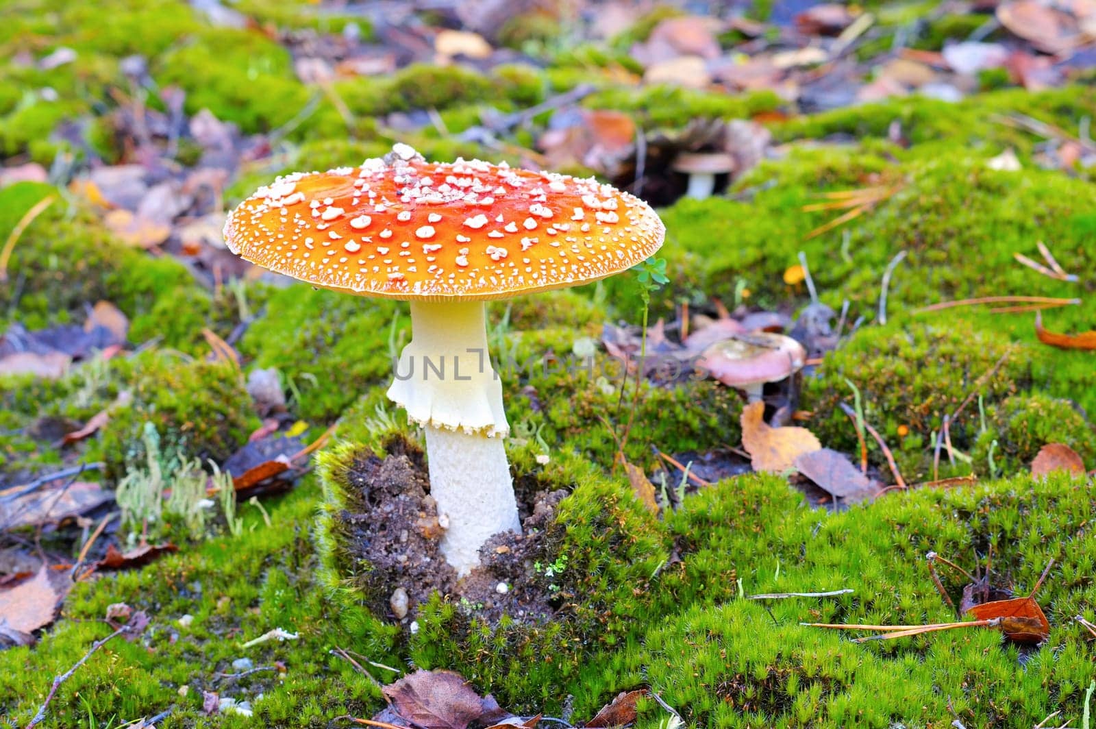 fly agaric, Amanita Muscaria in autumn forest
