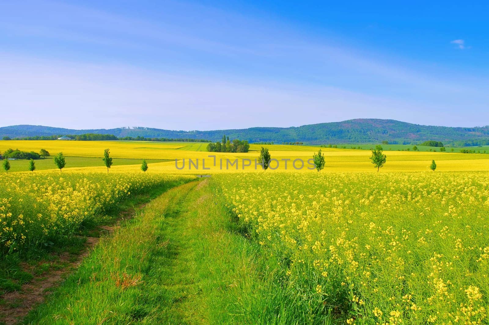 Landschaft in der Oberlausitz mit blühendem Rapsfeld - Landscape in Upper Lusatia with flowering rape field, Germany