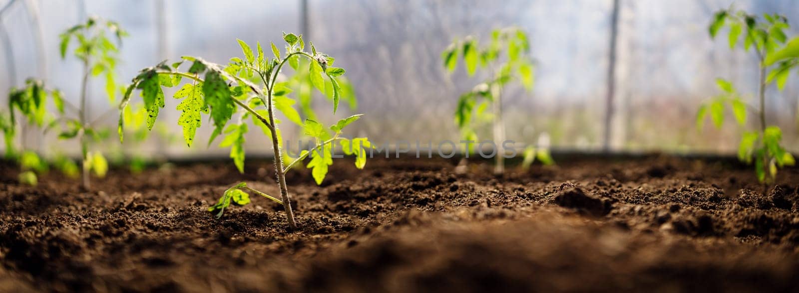 Young tomato seedlings growing in the soil at greenhouse. Concept of the farming and gardenig. New sprout in the ground at early spring