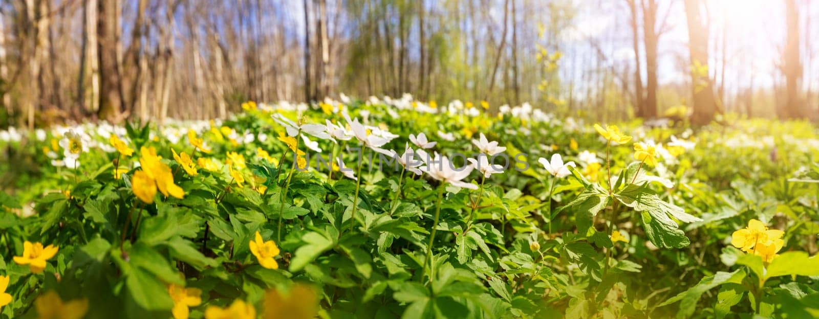 Forest lawn with a lots of white and yellow spring flowers in sunny day. Woodland in springtime in wild nature