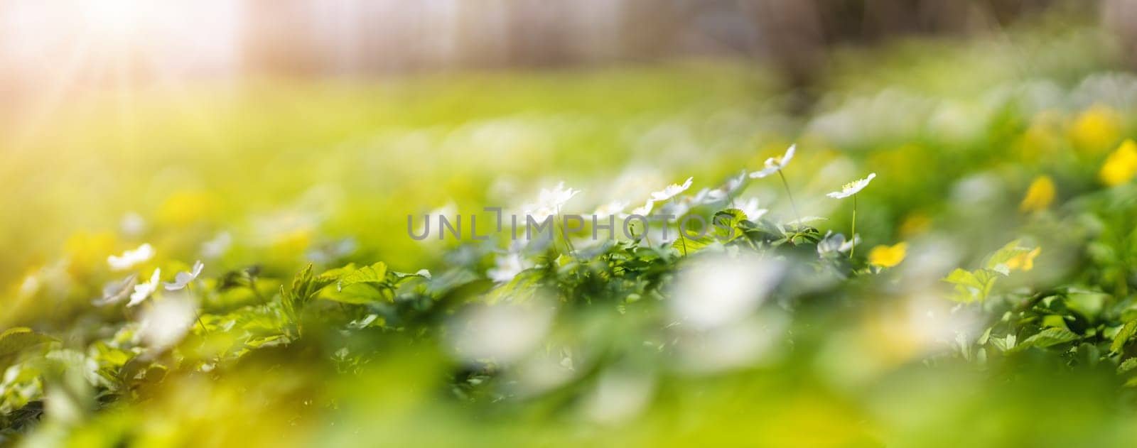 Lawn with a lots of white and yellow spring wild flowers in sunny day. Forest in springtime in nature.