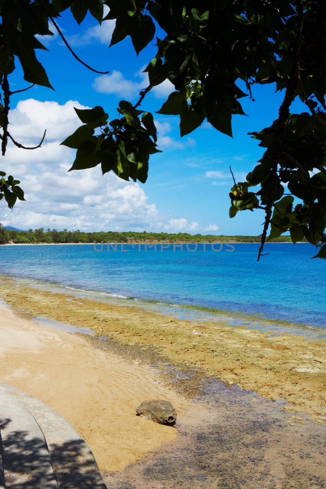Silhouette of tree branches overlooking the beach, Seven Seas Beach, Fajardo, Puerto Rico