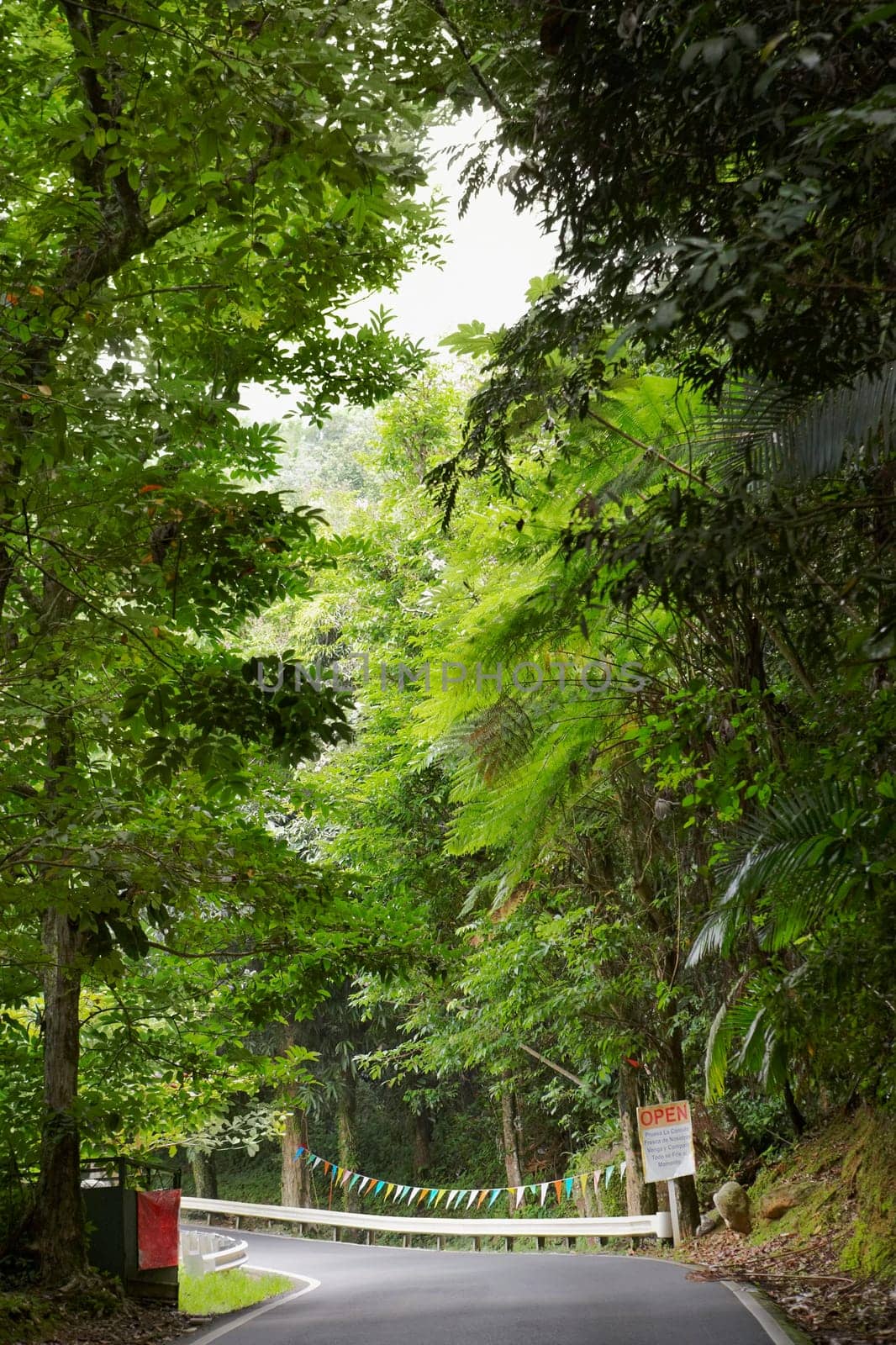 Road passing through a rainforest, El Yunque Rainforest, Puerto Rico