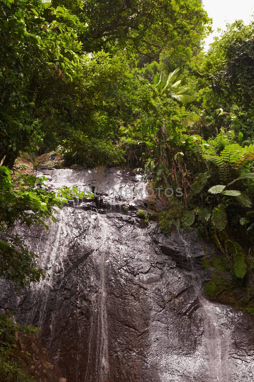 Waterfall in a rainforest, El Yunque Rainforest, Puerto Rico