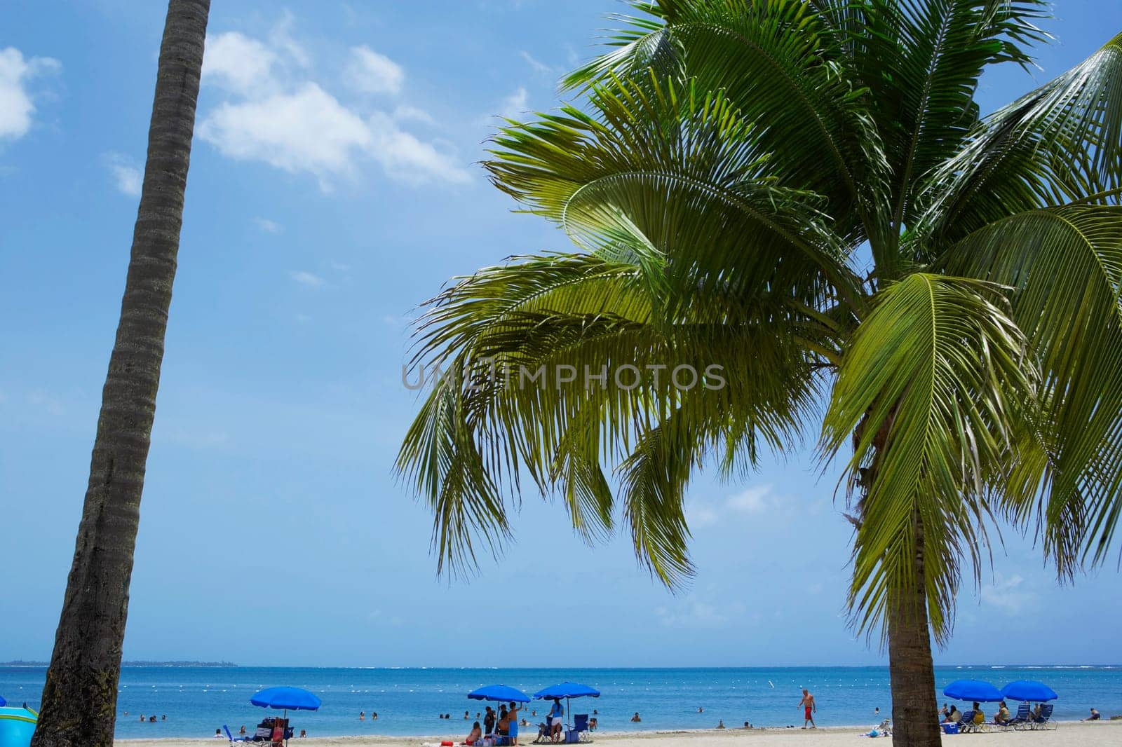 Palm trees on the beach, Luquillo Beach, Puerto Rico