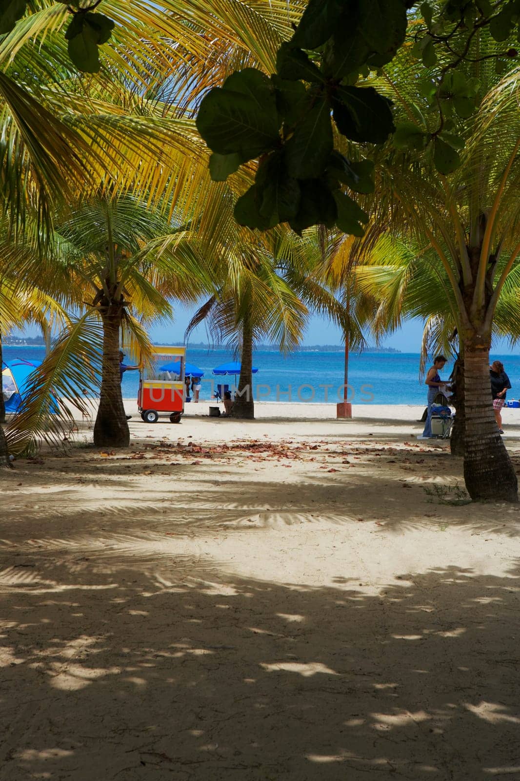 Palm trees on the beach, Luquillo Beach, Puerto Rico