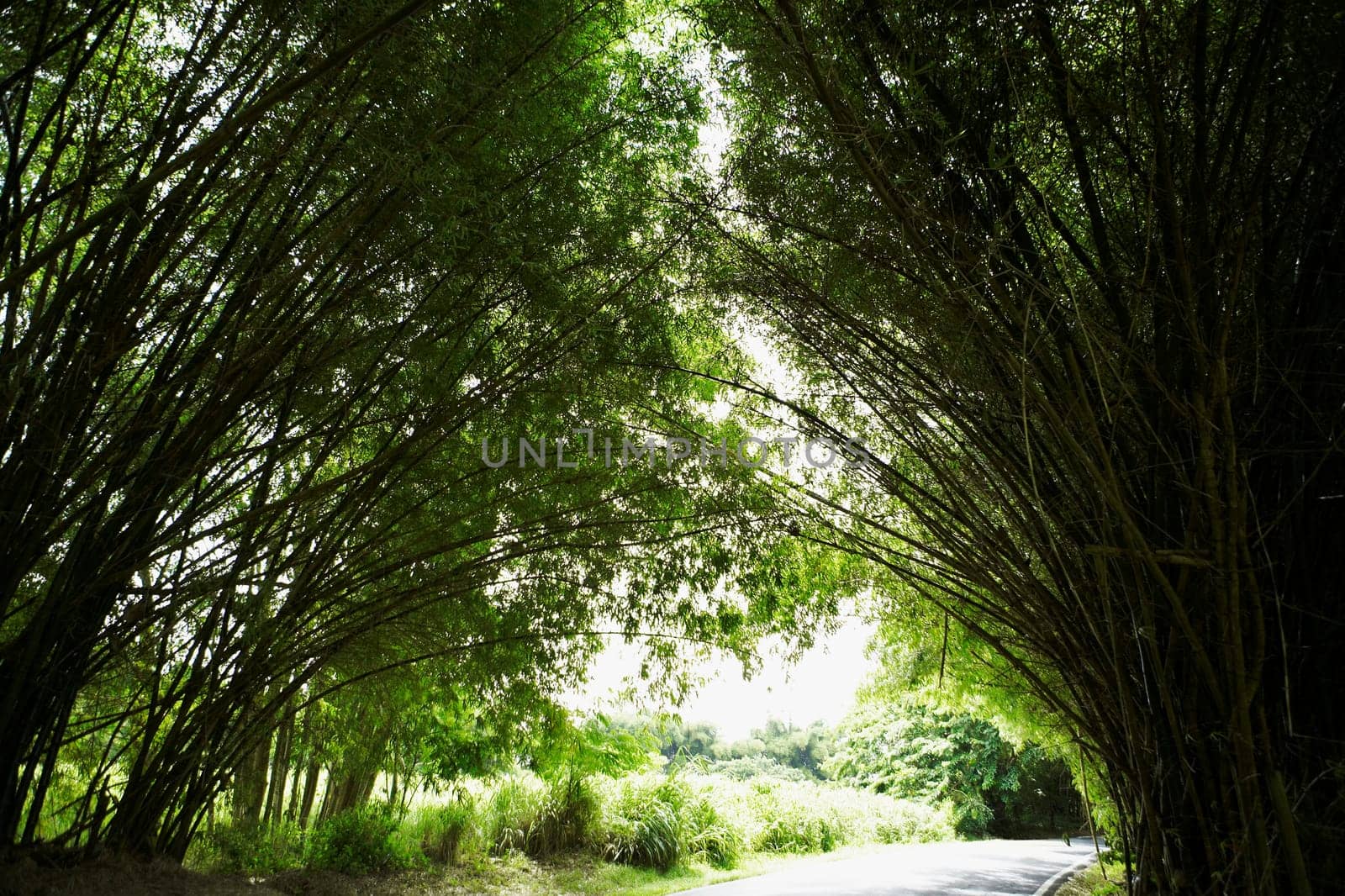 Road passing through a forest, Puerto Rico