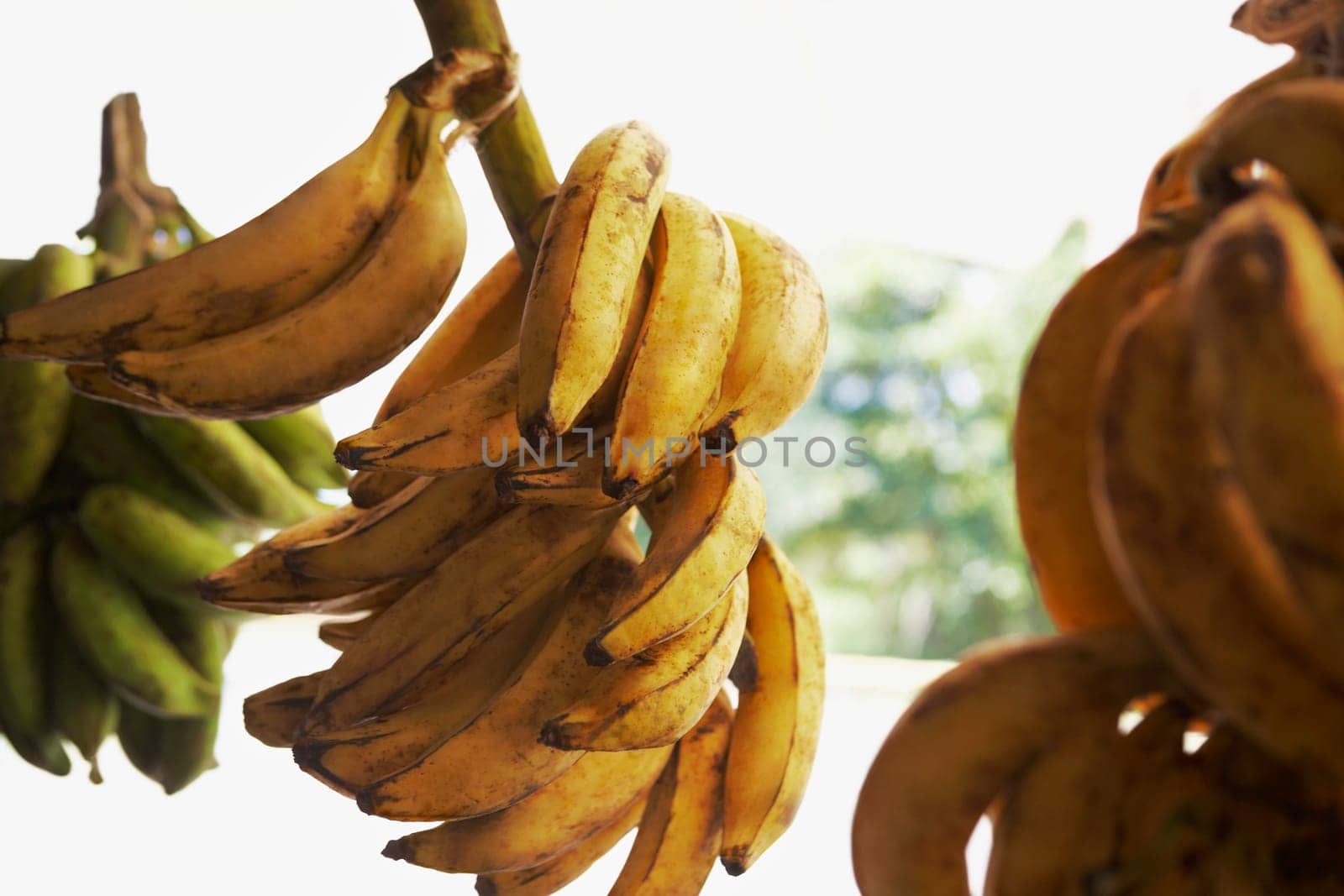 Close-up of bunches of bananas