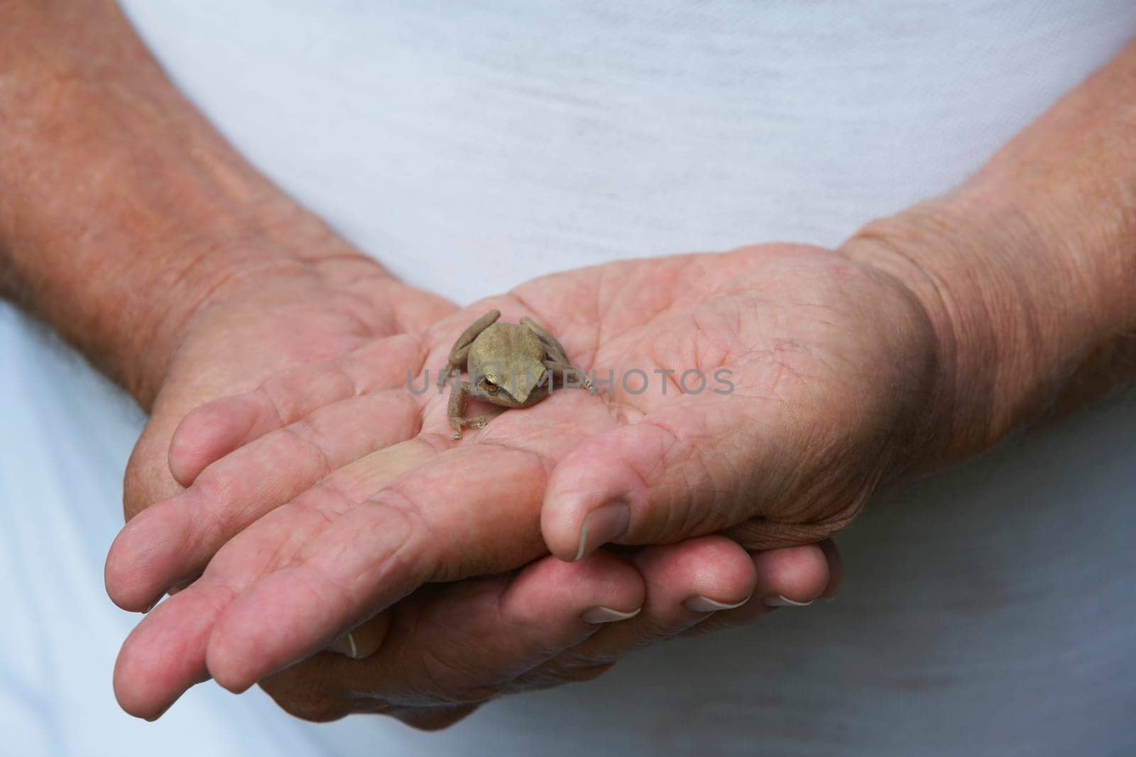 Close-up of a person holding a frog
