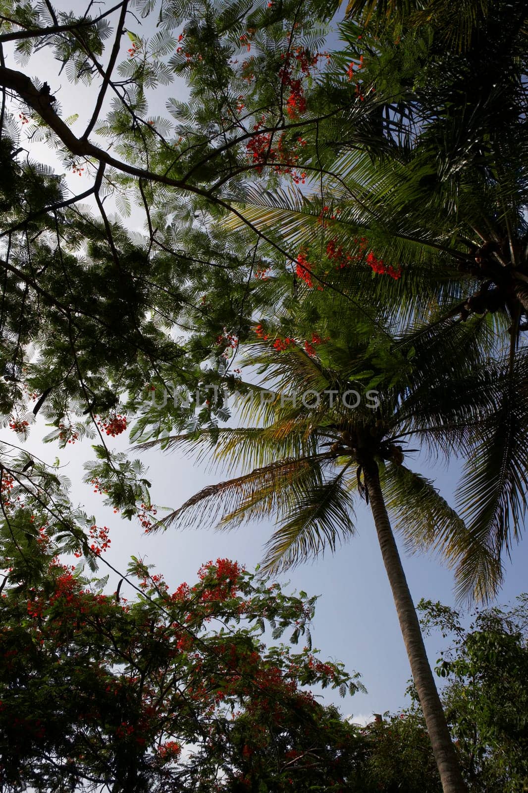 Low angle view of Flame trees (Delonix regia) in a forest, Puerto Rico