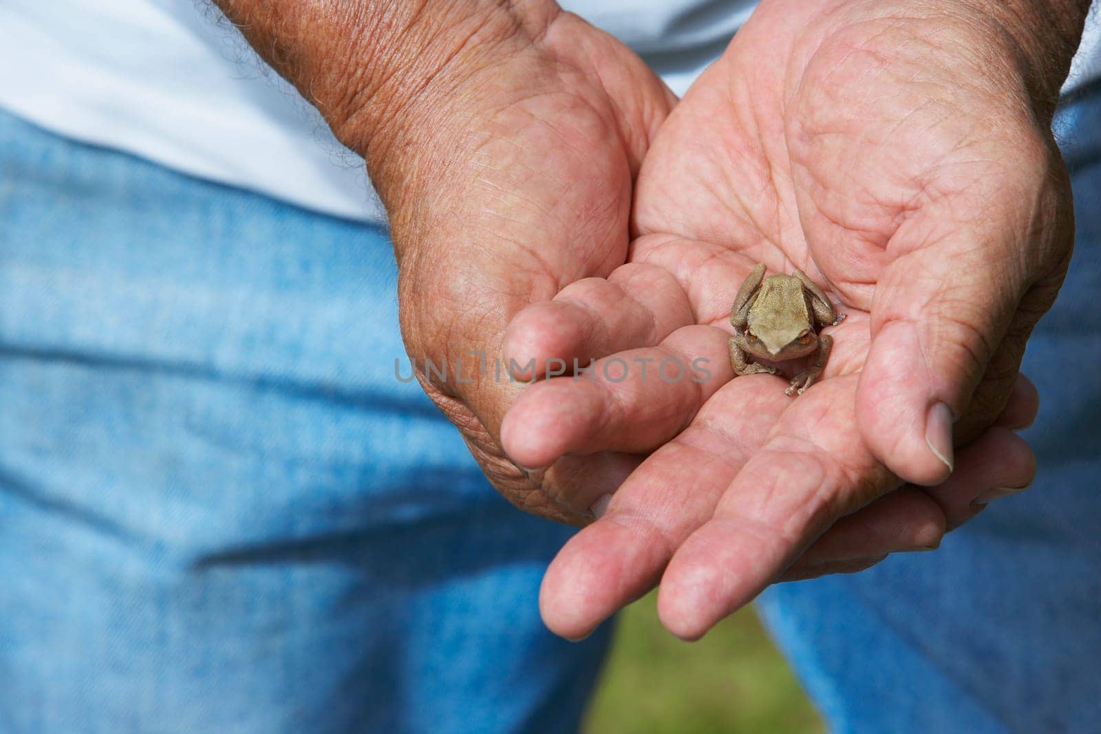 Close-up of a person holding a frog