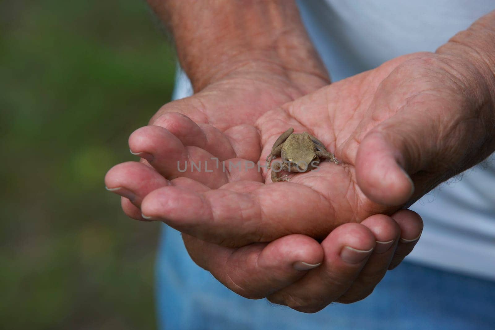 Close-up of a person holding a frog