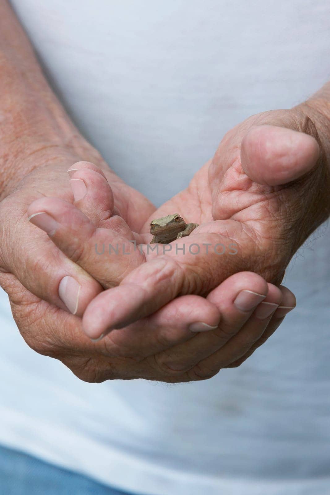 Close-up of a person holding a frog