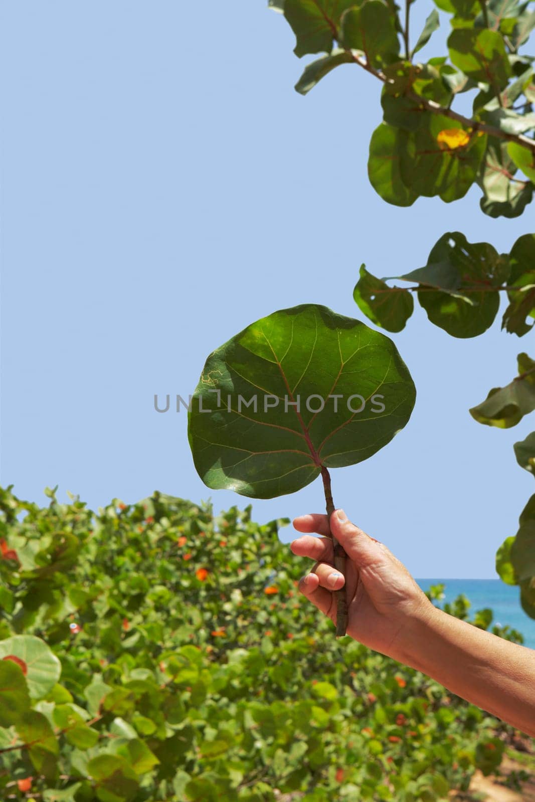 Close-up of a person's hand holding a leaf