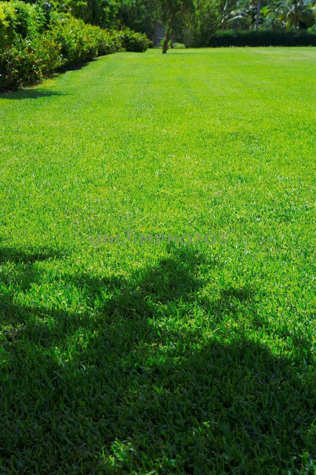 Trees in a park