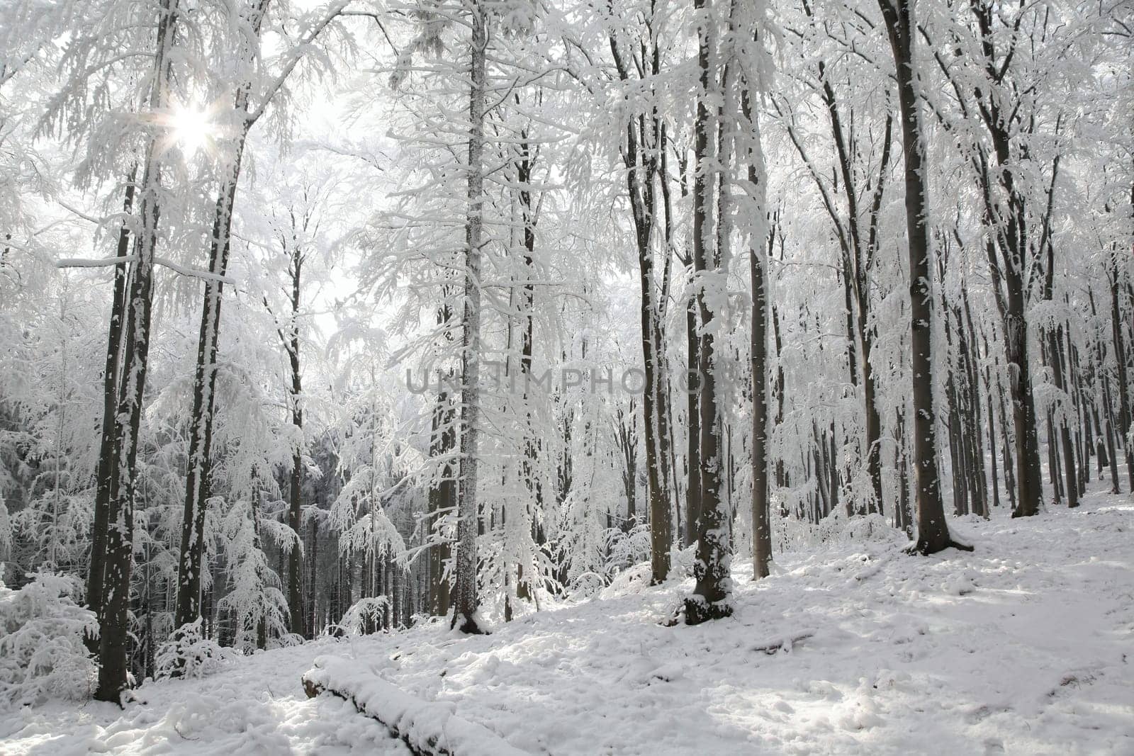 View of winter beech forest on a sunny frosty morning