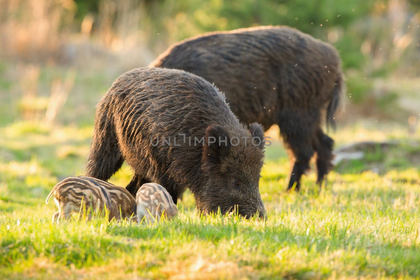 Tranquil herd of wild boar, sus scrofa, with piglets feeding on meadow in springtime. Peaceful group of wild animals grazing on fresh green grass illuminated by morning sun.