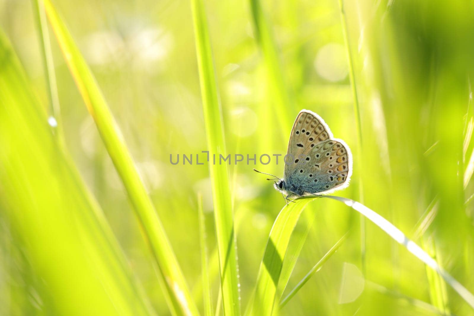 Butterfly on a spring meadow in the sunshine