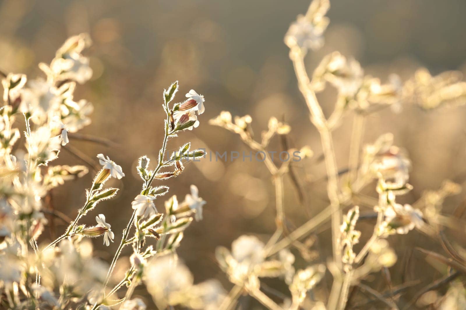 White Campion (Silene latifolia) at dawn