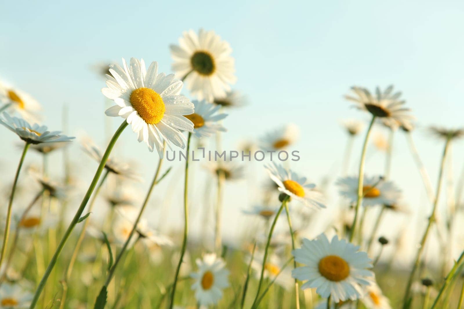 Daisies on a spring meadow at sunrise
