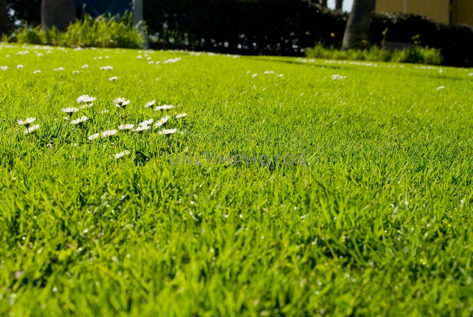 Green field
