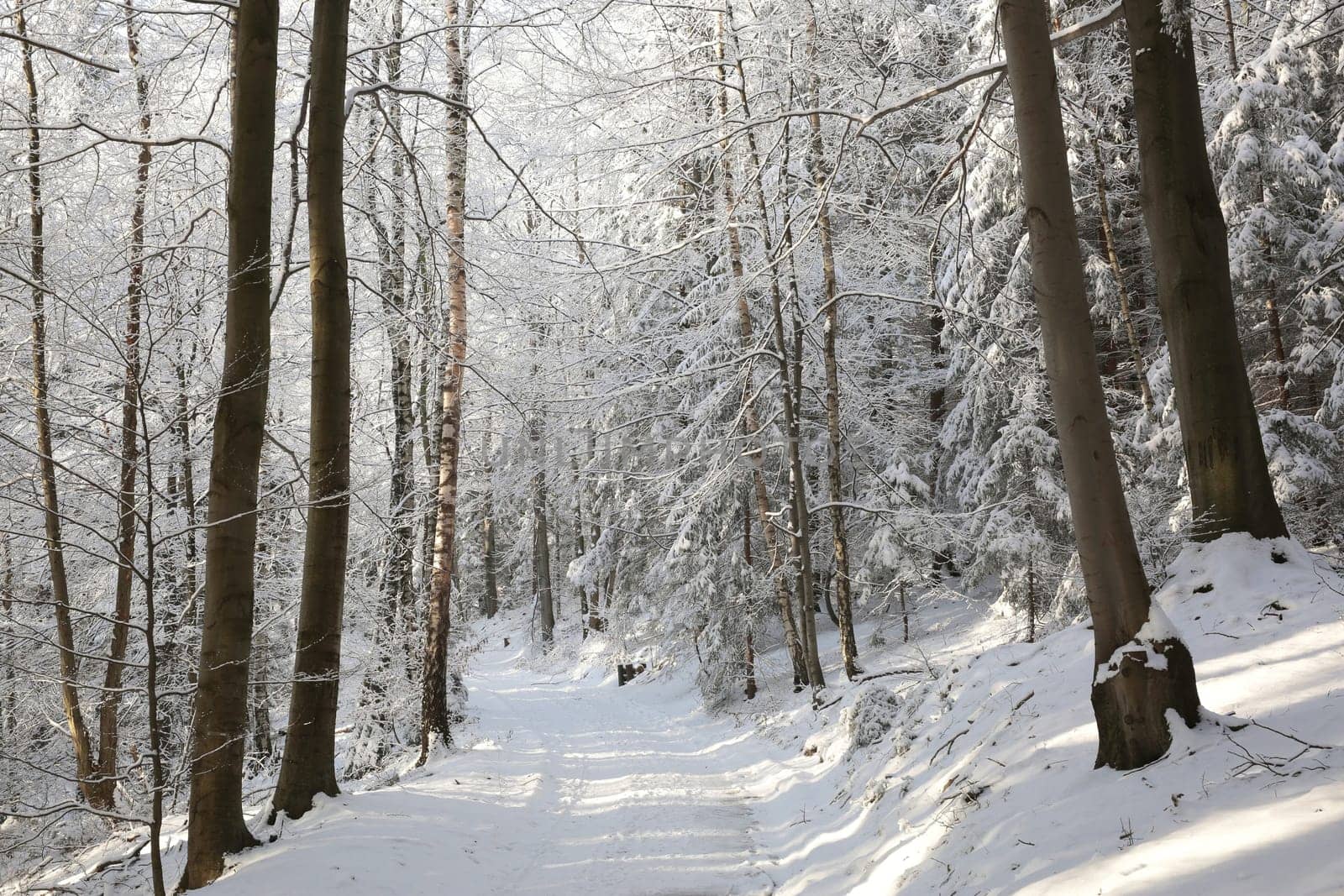 Forest path among the trees covered with snow on a sunny morning
