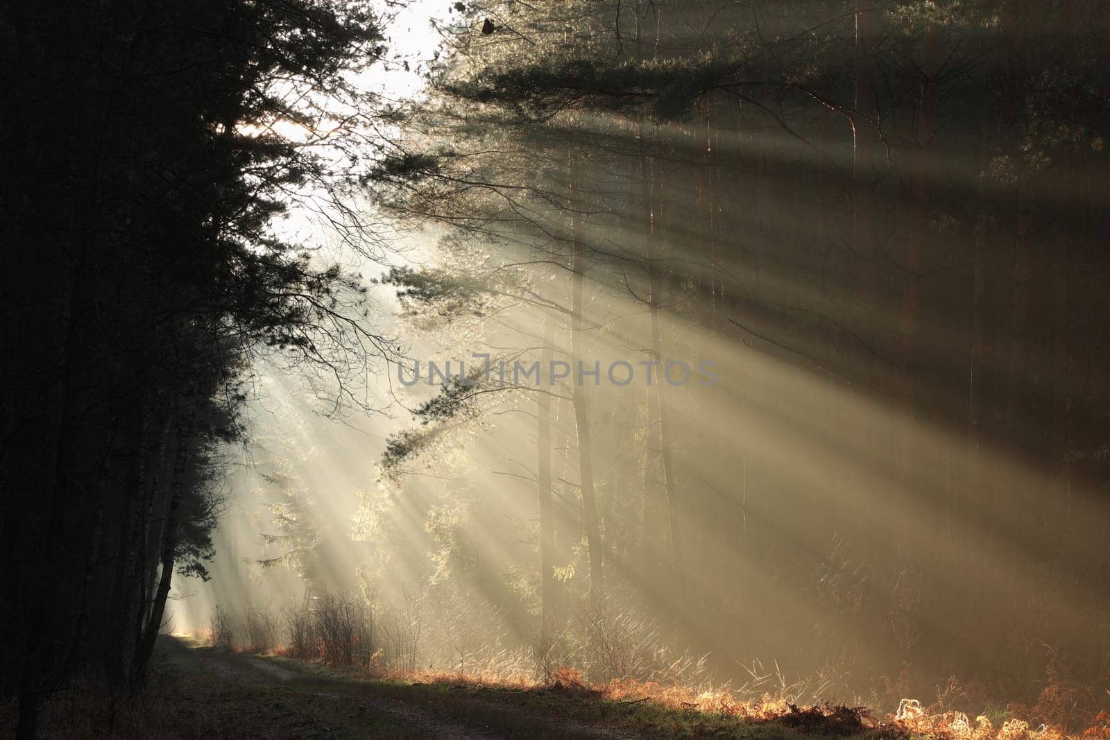 The sun's rays hit the forest path on a misty December morning