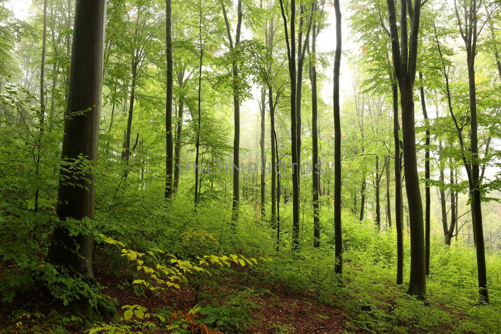 Beech trees in autumn forest on a foggy, rainy weather