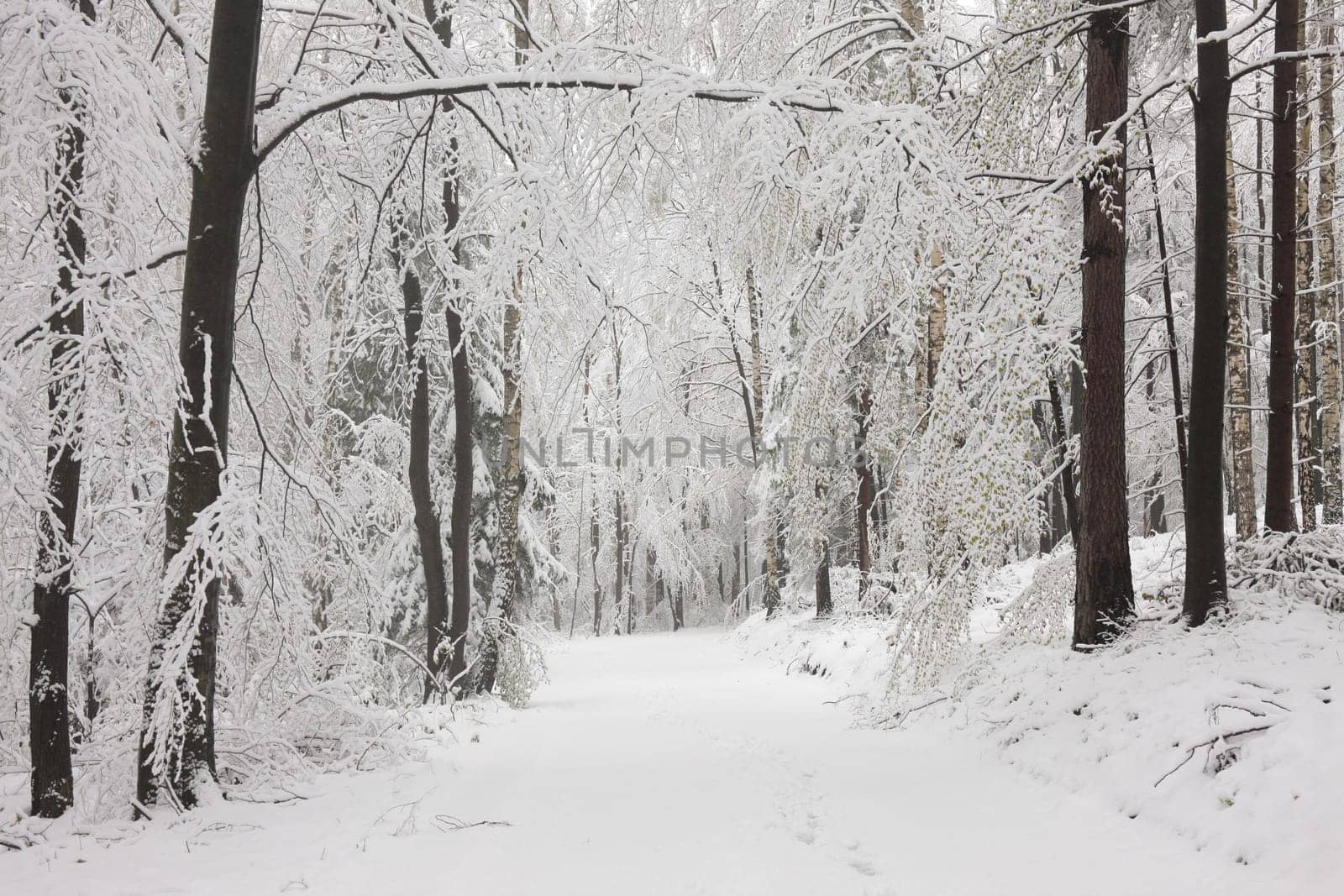 Forest path among the trees covered with snow on a sunny morning