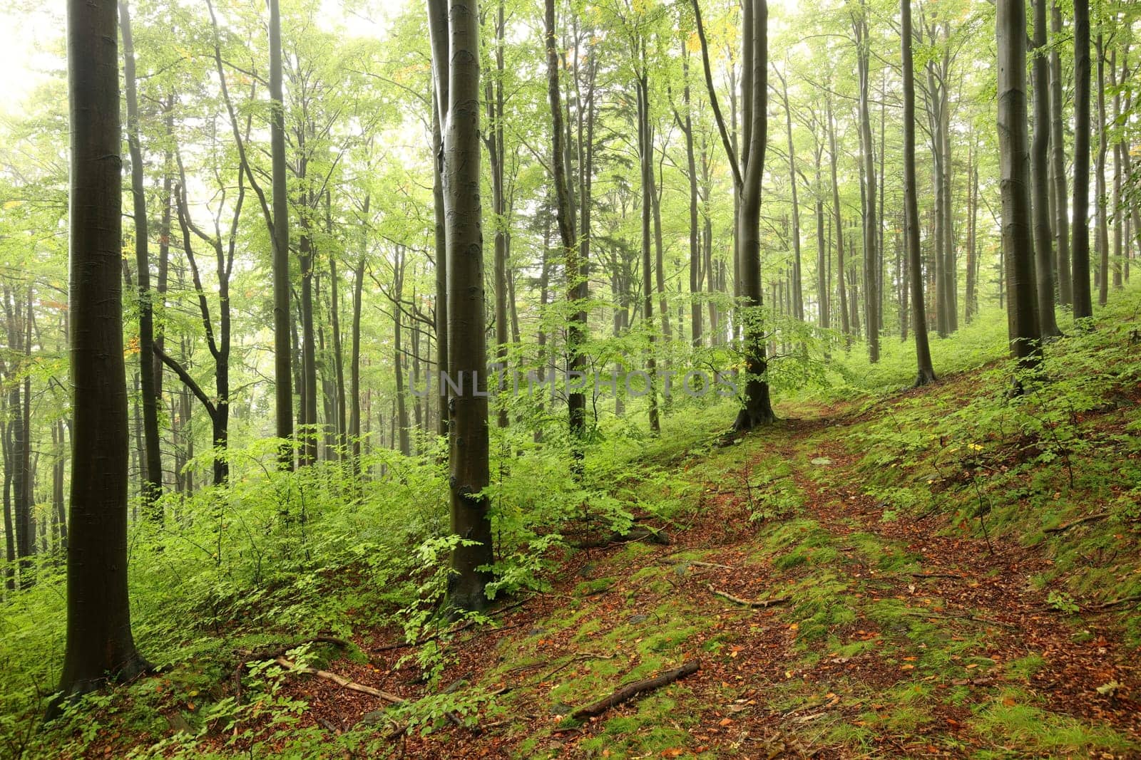 Beech trees in autumn forest on a foggy, rainy weather