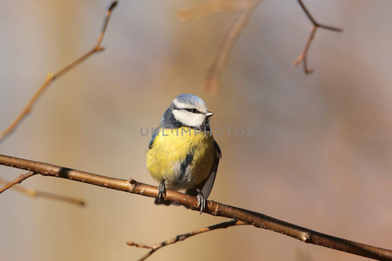 Blue tit - Parus caeruleus in the autumn forest