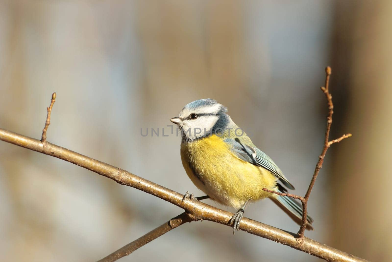 Blue tit - Parus caeruleus in the autumn forest