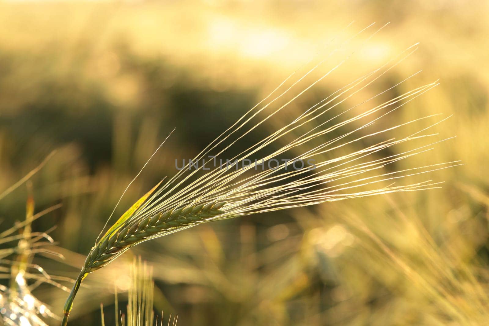 Ear of wheat in the field at dusk