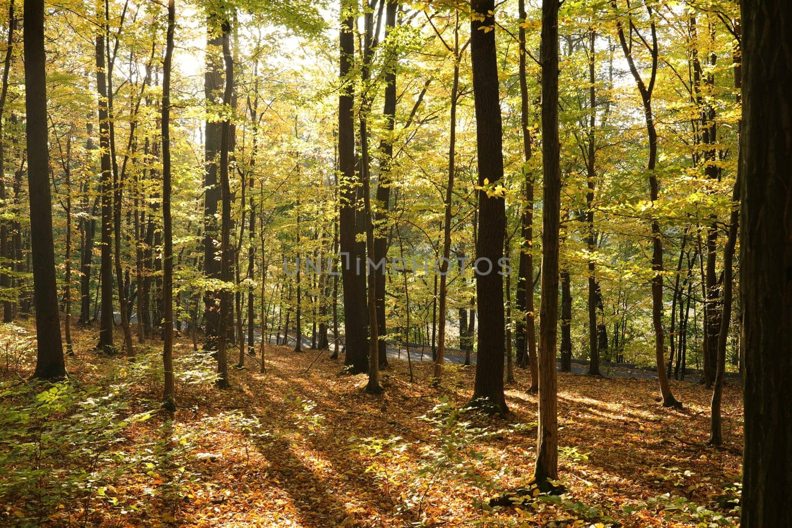 Autumn beech forest located on the mountain slope illuminated by the late sun