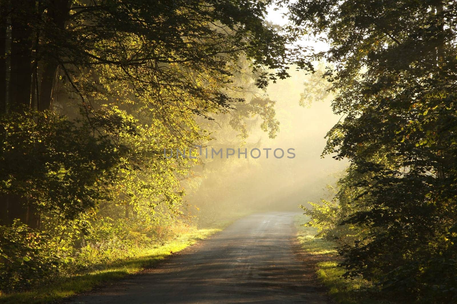 A forest path among oak trees on a misty autumn morning