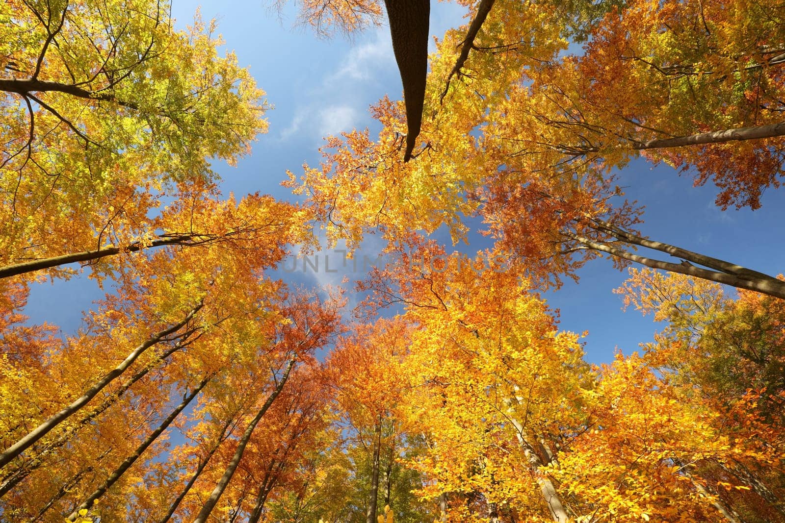 Autumn beech forest located on the mountain slope illuminated by the late sun