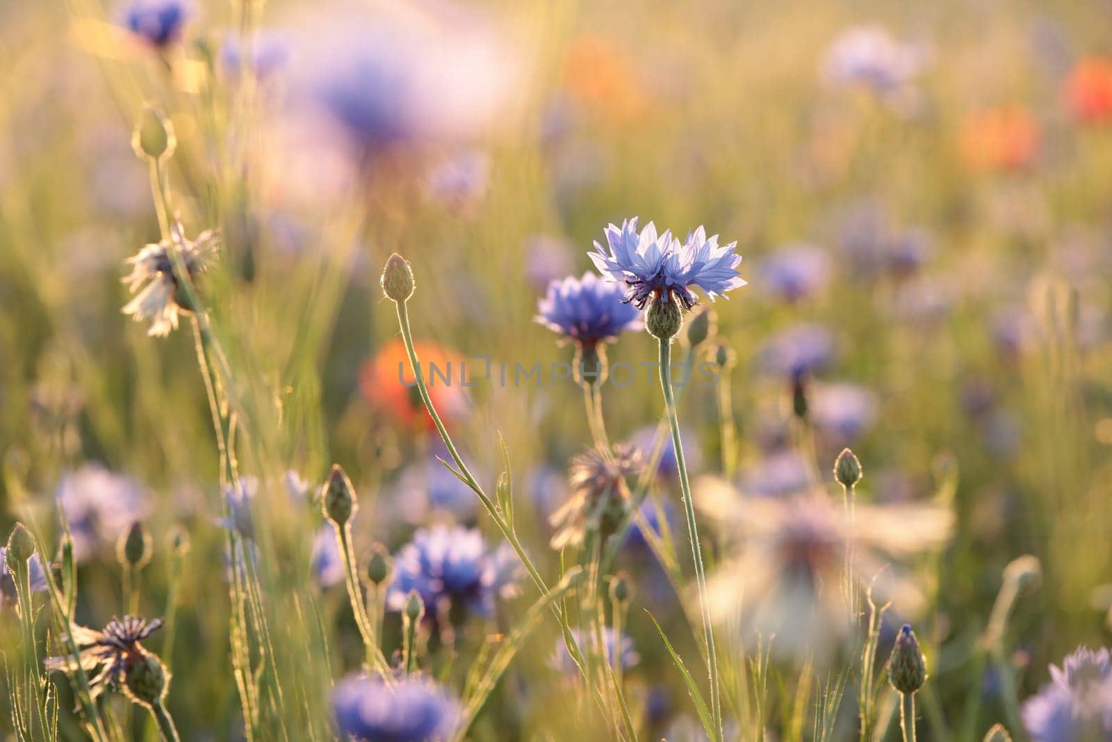 Cornflower in the field at dusk