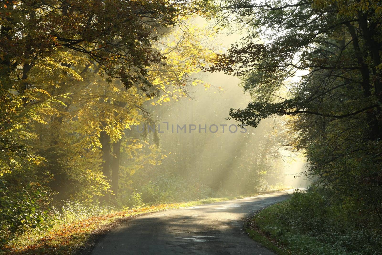 A forest path among oak trees on a misty autumn morning