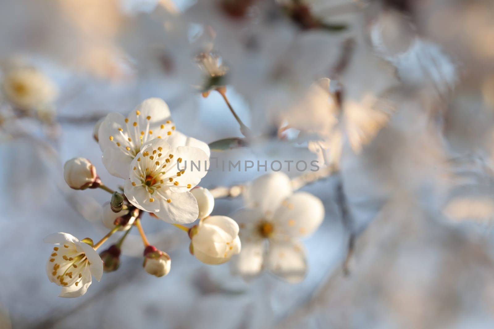 Spring flowers blooming on a tree
