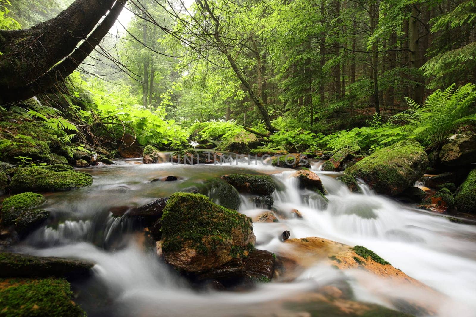 Forest stream flowing down from the mountains